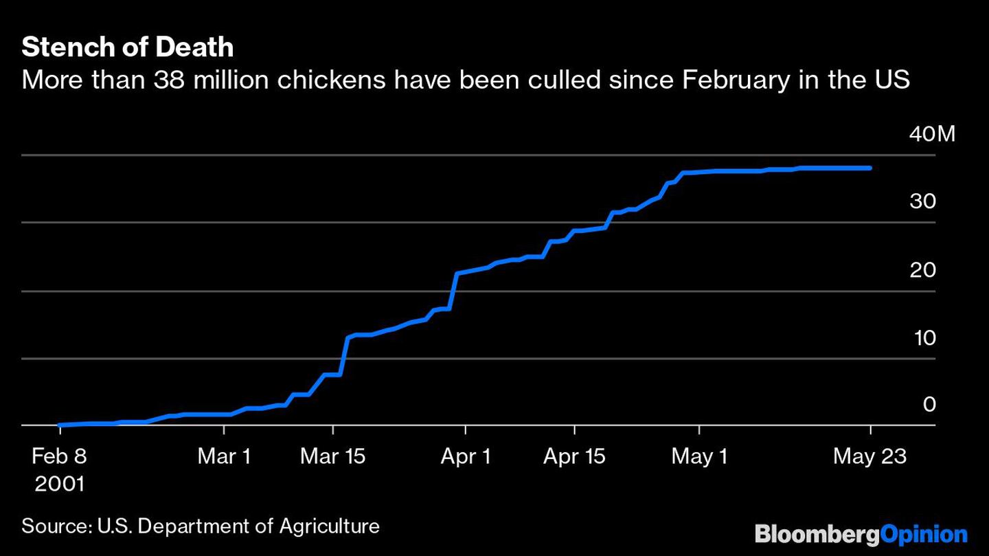 El hedor de la muerte
Más de 38 millones de pollos han sido sacrificados desde febrero en Estados Unidosdfd