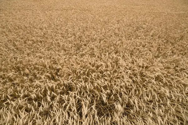 El trigo crece en un campo en Kumagaya, prefectura de Saitama, Japón, el jueves 16 de junio de 2022.