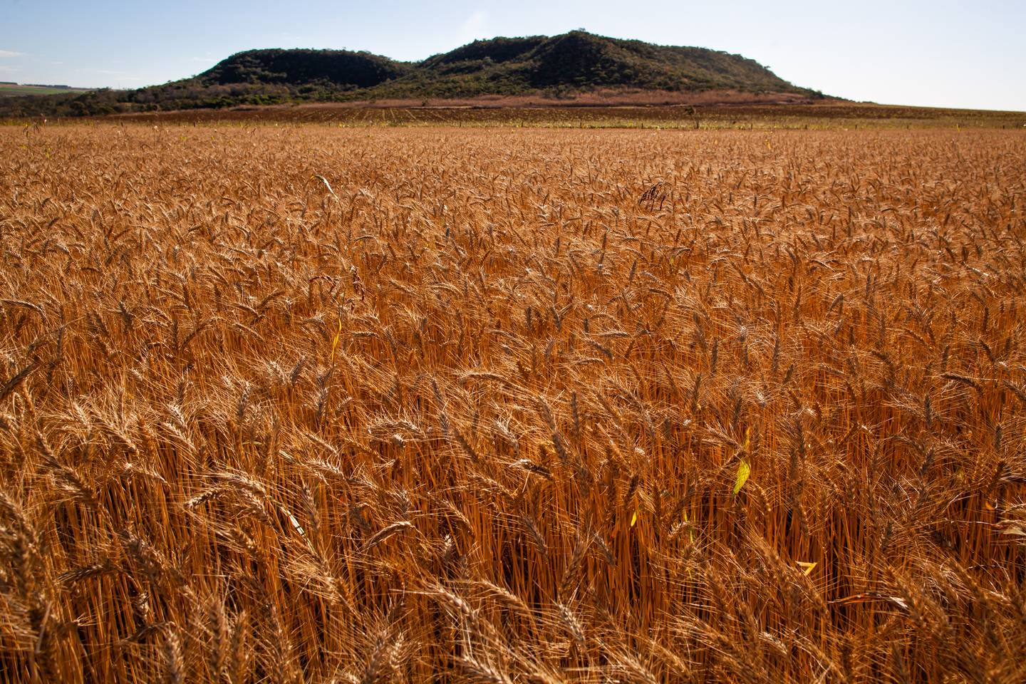 Com risco de trigo russo ser banido das importações americanas, preços do cereal disparam na bolsa