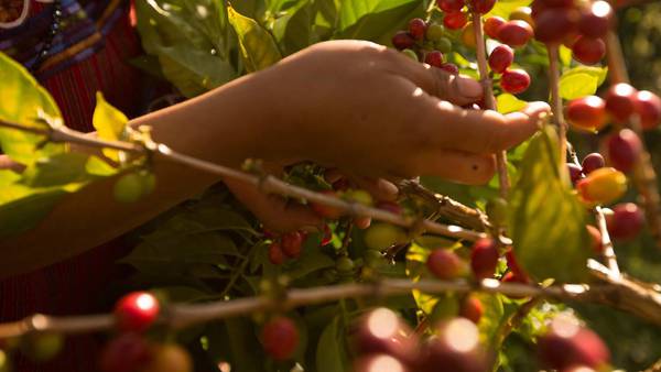En Honduras, países productores de café debatirán sobre futuro de la industriadfd
