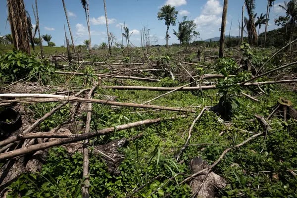 Una zona deforestada cerca de El Capricho, departamento de Guaviare, Colombia, el jueves 11 de noviembre