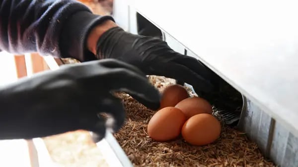 Ovos que não chocam: empresa nos EUA alerta para ameaça à produção de frangodfd
