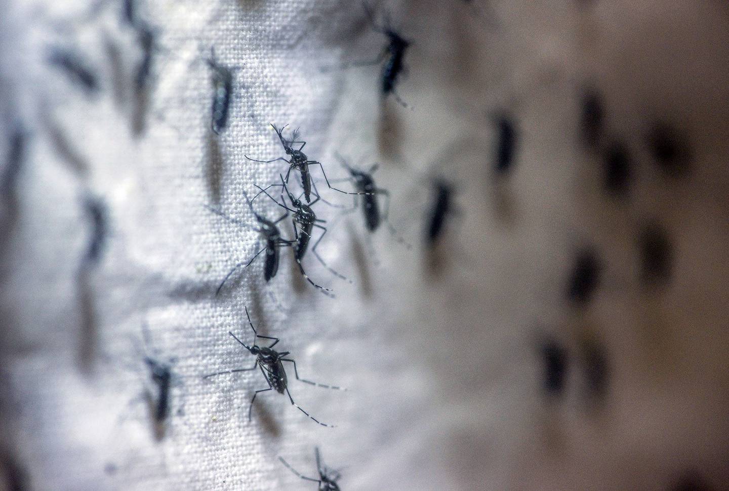 Mosquitos adultos en un laboratorio en Brasil.