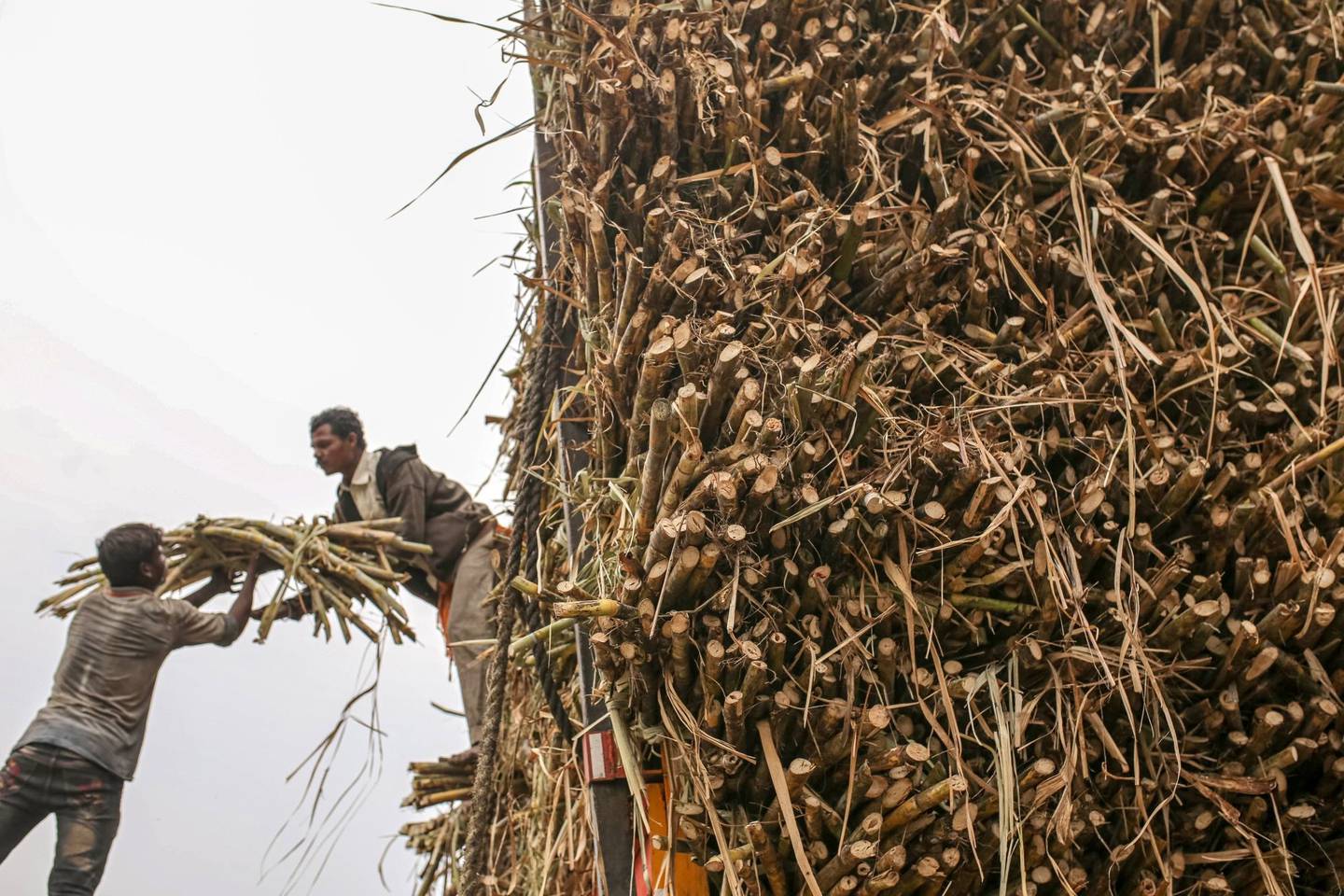 Trabajadores cargan un paquete de caña de azúcar en un camión mientras cosechan la cosecha en el distrito de Jalana de Maharashtra, India, a principios de marzo.