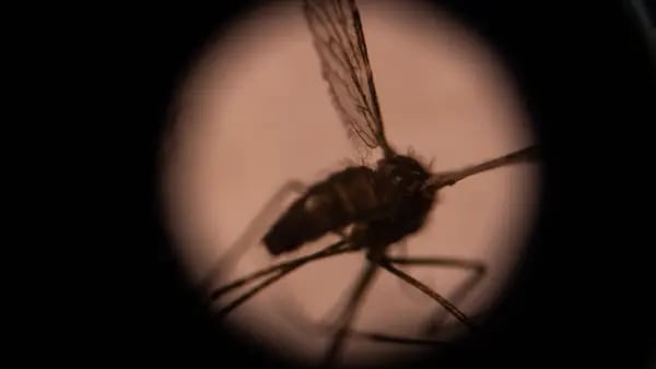 Gran avance en la lucha contra la malaria: la OMS aprueba la inyección Oxforddfd