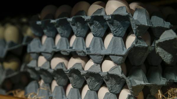 Precio del huevo en México se dispara al nivel más alto en 18 añosdfd
