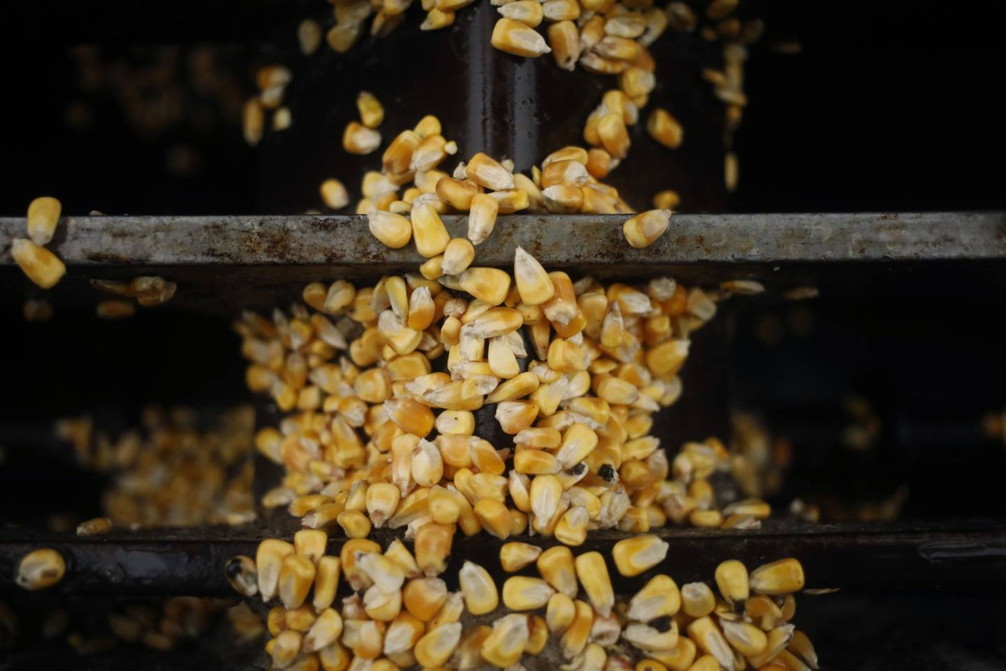 Granos de maíz en las instalaciones de transbordo de Kokomo Grain Co. Inc. en Edinburgh, Indiana, Estados Unidos, el martes 22 de marzo de 2022.