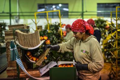 Sector agrícola obtuvo más de US$ 4.400 millones en créditos en Ecuador en 2022dfd
