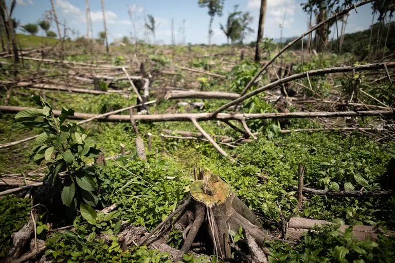 Last year, 140,000 hectares of the Colombian Amazon was destroyed. Photographer: Ivan Valencia/Bloombergdfd