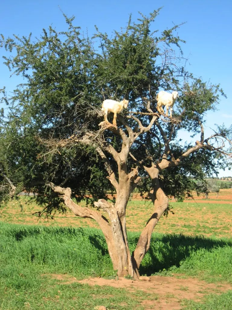 Goats stand in a tree near the town of Essaouira, Moroccodfd