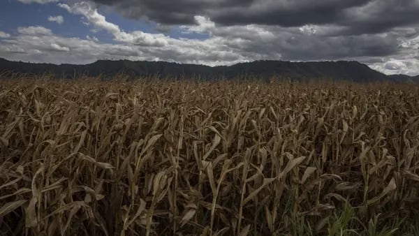Etanol de milho ganha força com projeto da Três Tentos de construir 1ª usina no paísdfd