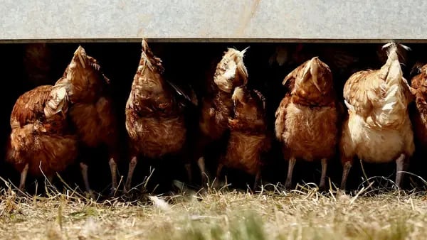 Gripe aviar que puede infectar a humanos se detecta por primera vez en Namibiadfd