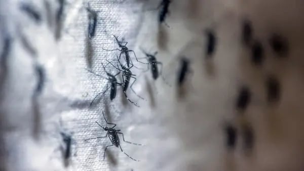 Dengue: síntomas, etapas, cómo se contagia y cómo prevenirlodfd