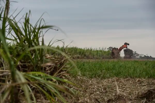 Produção sustentável de cana-de-açúcar, como a da Raízen, atrai investidores no mercado externo (Foto: Paulo Fridman/Bloomberg)