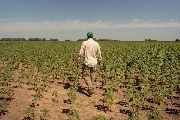 Un agricultor camina entre plantas soja que luchan por sobrevivir en medio de una grave sequía en San Jerónimo Sud, Argentina, a principios de marzo.Fotógrafo: Sebastián López Brach/Getty Images Sudamérica