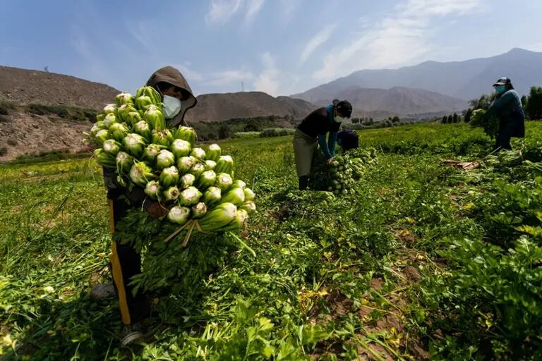 Perú es extremadamente vulnerable porque el país importa todos sus fertilizantes sintéticos, y más del 40% de estos insumos provenían de Rusia.dfd