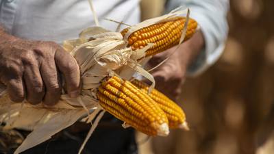 EE.UU. adoptará medidas vía T-MEC si no hay acuerdo en maíz transgénico con Méxicodfd