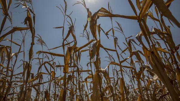 Brazil’s Drought Reduces Grain Harvest Forecastsdfd