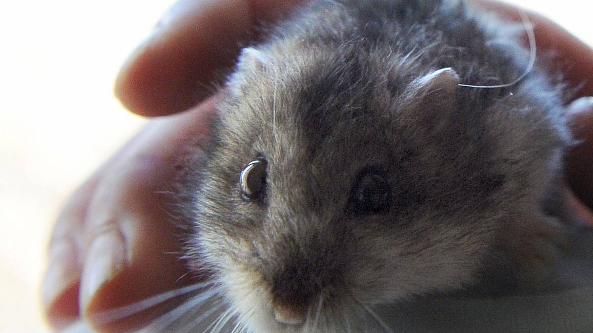 Hong Kong ordena abate de hamsters após casos de variante delta