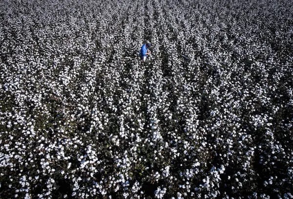 Un agricultor inspecciona plantas de algodón en un campo.