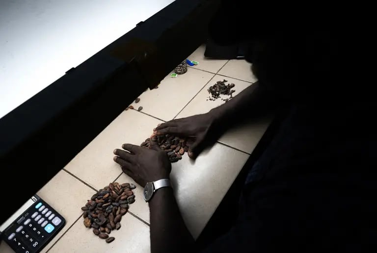 La gran mayoría de los trabajadores del cacao en Ghana y Costa de Marfil viven por debajo de la línea de la pobrezadfd