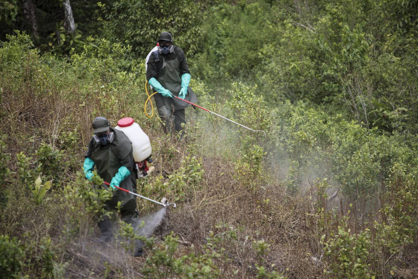Miembros de la policía fumigan una plantación ilegal de coca en Tumaco, Colombia, el miércoles 26 de febrero de 2020.