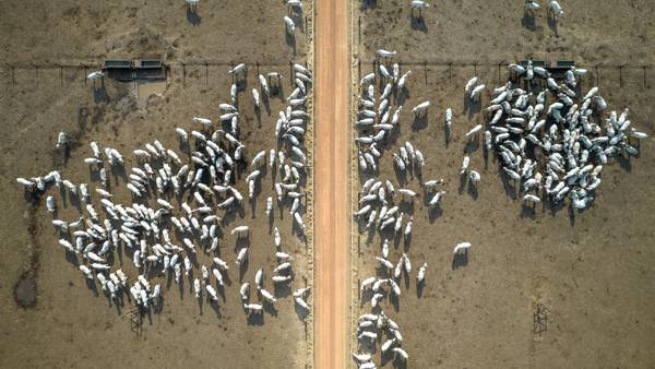Brasil suspende las exportaciones de carne a China tras un caso de ‘vaca loca’dfd