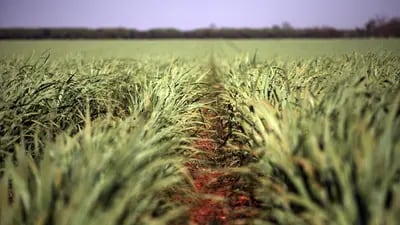 Usineiros devem direcionar maior parte da colheita de cana para a produção de açúcar caso o plano de governo de reduzir tributos de combustíveis fósseis prospere