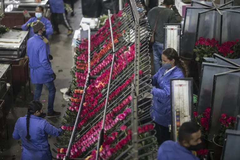 Los trabajadores seleccionan rosas recién cortadas para empacarlas y exportarlas en las instalaciones de Elite Flower en Facatativá, Colombia, el lunes 24 de enero de 2022.dfd