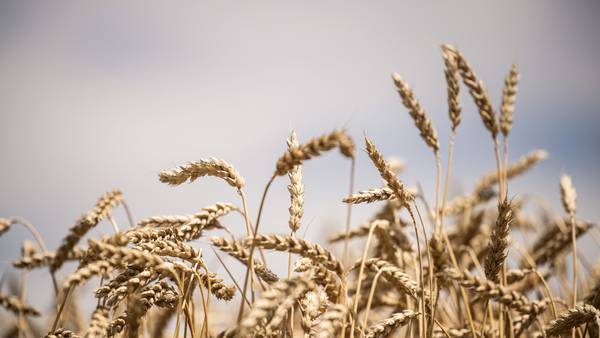 Ucrania y Rusia acuerdan desbloqueo de exportaciones de granos paralizadasdfd