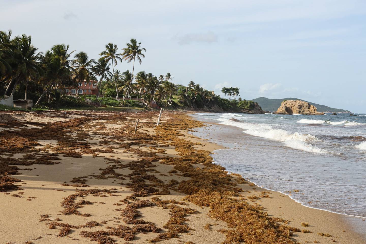 Las algas sargazo se acumulan en una playa de Emajagua, Puerto Rico, el viernes 12 de agosto de 2022. Fotógrafo: Jonathan Alpeyrie/Bloomberg