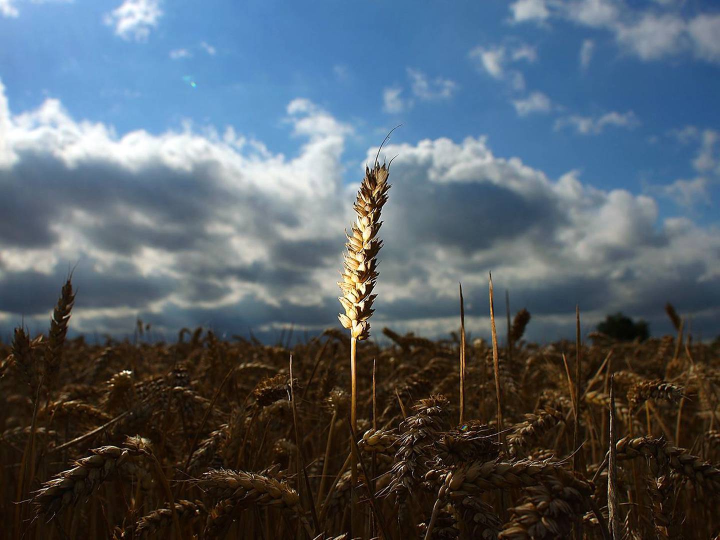 STAFFORD, UNITED KINGDOM - AUGUST 09: Ripe wheat waits to be harvested in fields at the start of harvesting on August 9, 2010 in Chebsey near Stafford, United Kingdom.
