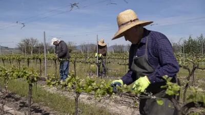 El exceso de humedad acabó dañando una gran parte de los cultivos de uvas del país.