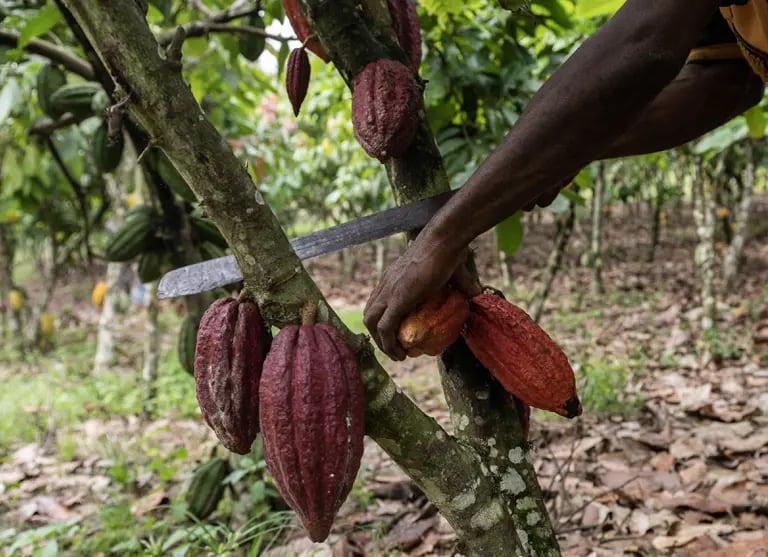 In Ivory Coast, the world's top cocoa producer, large swaths of rainforest have been destroyed to grow more cocoa.dfd