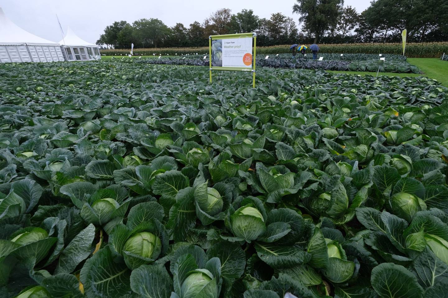 Syngenta AG's white cabbages, bred for insect resistance and adaptability to changing conditions such as drought and heat, at the company's Fields of Innovation, in Grootebroek, the Netherlands. Photographer: Yuriko Nakao/Bloombergdfd