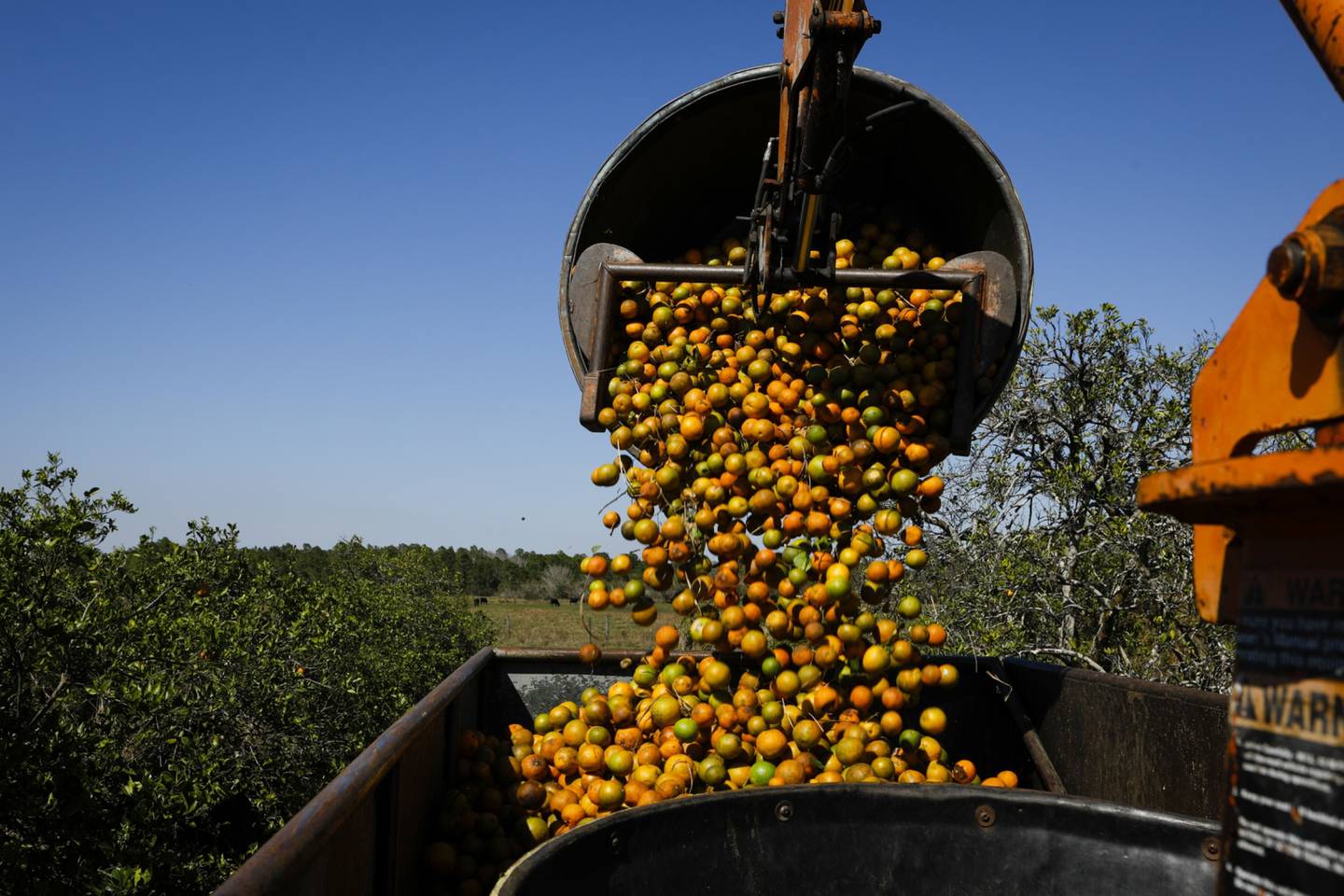 La cosecha de naranjas de Florida puede ser la más baja desde el siglo pasadodfd