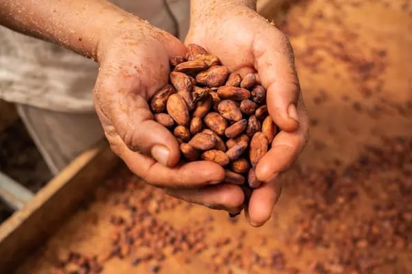 Un trabajador sostiene granos de  cacao durante el proceso de secado el domingo 2 de febrero de 2020.