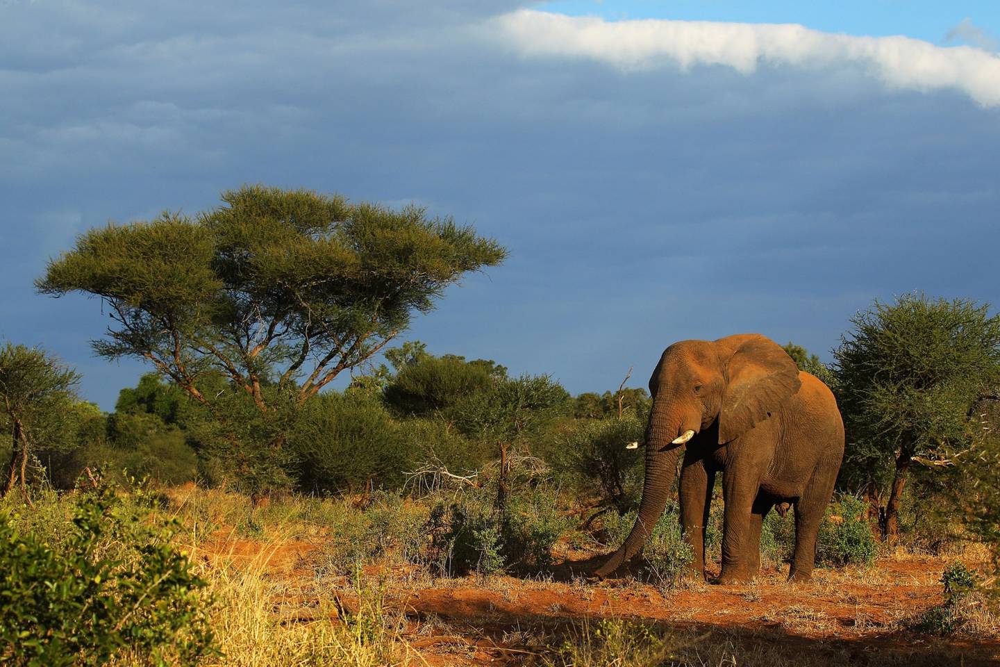 Un elefante en el Parque Nacional Kruger, Sudáfrica. Fotógrafo: Cameron Spencer/Getty Images Europedfd