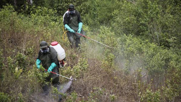 Colombia no seguirá erradicando cultivos de coca: se enfocará en grandes mafiasdfd