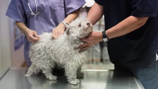 Más dueños de perros cuestionan vacunas como la de la rabia después del Covid-19dfd