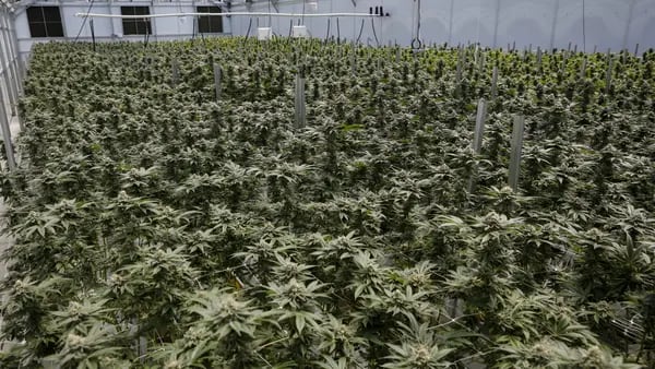 Inversor en cannabis recaudará capital con emisión de tókenesdfd