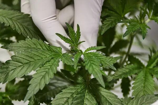 Un trabajador inspecciona plantas de cannabis dentro de un cuarto de cultivo. Fotógrafo: Waldo Swiegers/Bloomberg