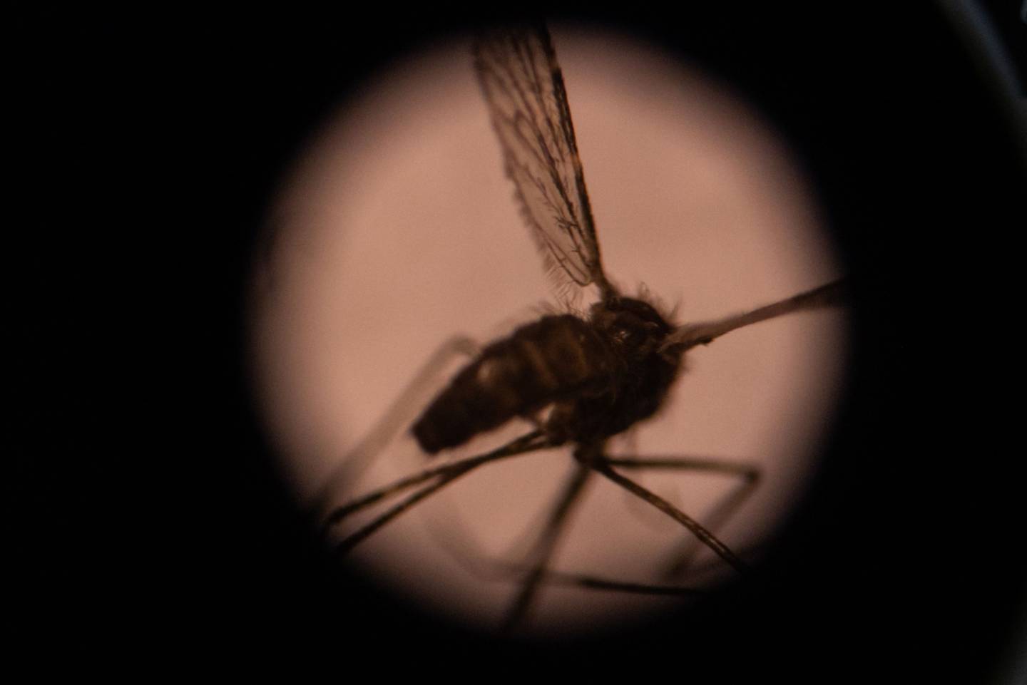 Esta foto ilustrativa tomada el 22 de agosto de 2019 muestra un mosquito visto a través de un microscopio en el laboratorio de entomología del Centro Nacional de Investigación y Formación sobre la Malaria (CNRFP), en Uagadugú, capital de Burkina Faso. Fotógrafa: Olympia De Maismont/AFP/Getty Images