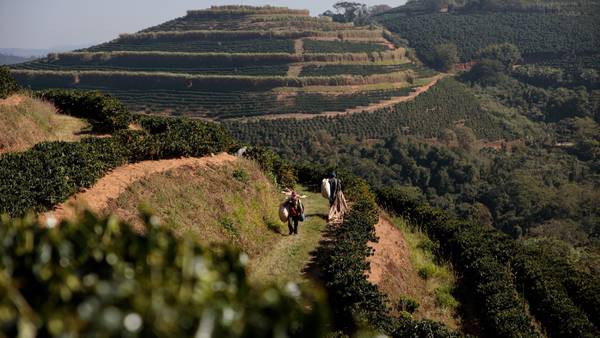 Brazilian Farmers Rush to Secure Fertilizers on Ukraine War Fearsdfd