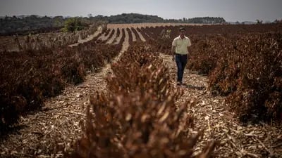 Un agricultor comprueba las plantas de café destruidas por las heladas durante las temperaturas extremadamente bajas cerca de Caconde, estado de Sao Paulo, Brasil, el miércoles 25 de agosto de 2021.