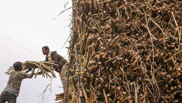 Industria azucarera de República Dominicana redistribuye cuota de exportación dfd