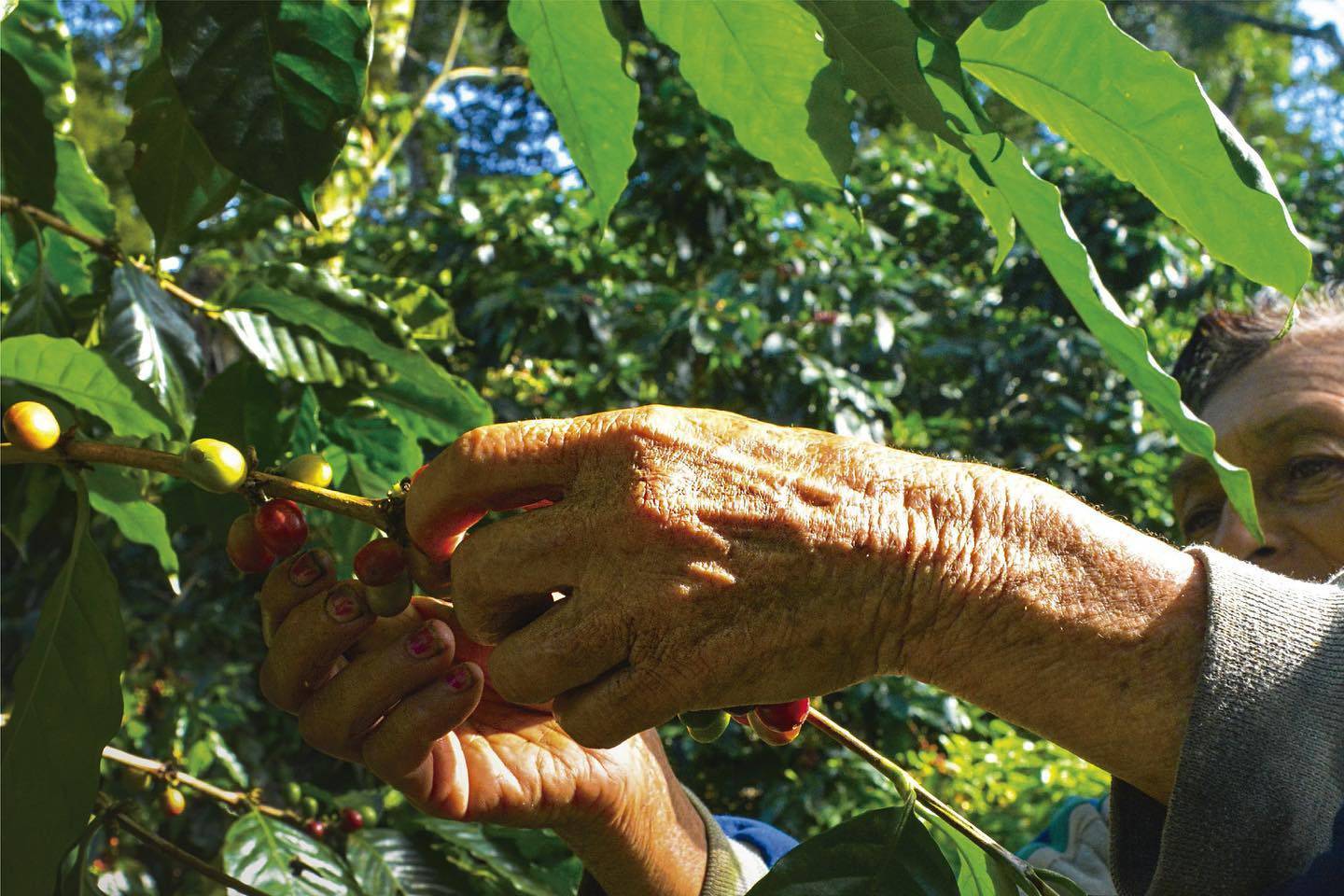 Honduras es el primer productor de café de Centroamérica, el tercero a nivel latinoamericano y el quinto a nivel mundial.dfd