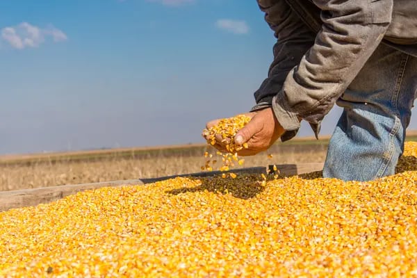 México seguirá prohibiendo la importación de maíz transgénico para harina y tortillas, así como de glifosato.