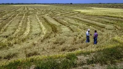 Escassez global de fertilizantes aumenta demanda por esterco