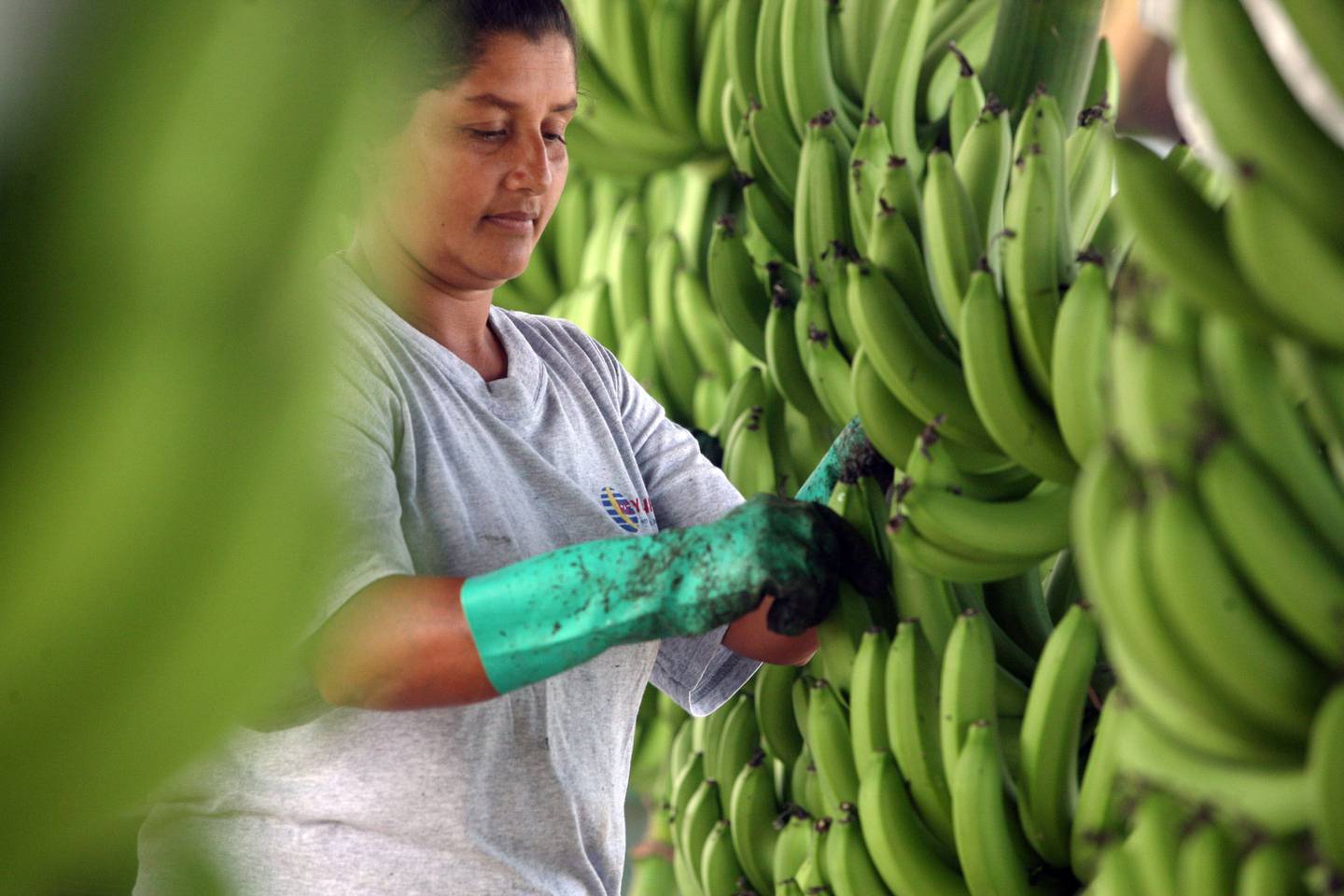 Las exportaciones de bananas de República Dominicana representan aproximadamente el 90 % de las exportaciones del fruto en el Caribe, según la FAO.